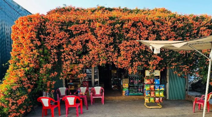 Planting 2 discarded trees, the wealthy are rewarded after 15 years: Homeowners reveal incredible fate