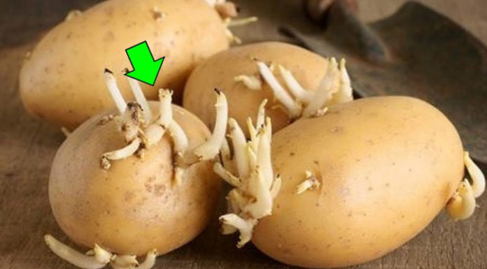 Dangerous Foods to be Aware Of