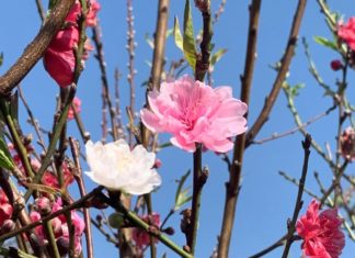 Guide to Growing and Caring for Peach Trees After Tet