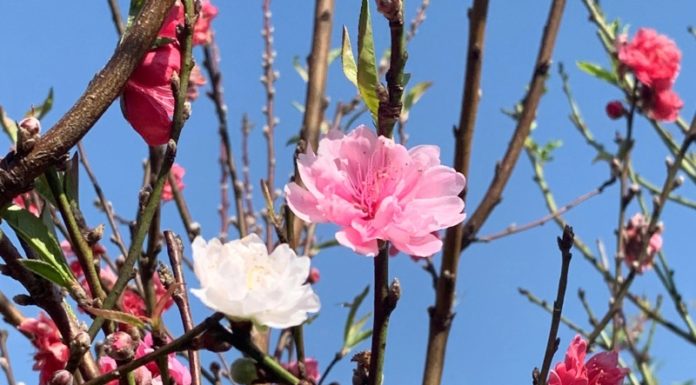 Guide to Growing and Caring for Peach Trees After Tet