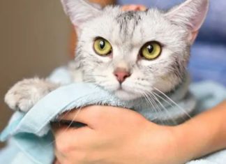 How to Make a Homemade Cat Bath Milk: A Detailed Instructional Guide