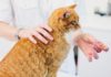 “Proper Administration of Antibiotics for Cats: An Overview of Guidelines”