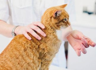 “Proper Administration of Antibiotics for Cats: An Overview of Guidelines”