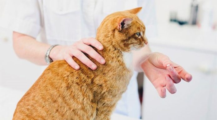 “Proper Administration of Antibiotics for Cats: An Overview of Guidelines”