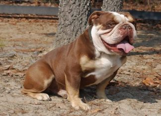 How to Bath Your French Bulldog and Keep Them Clean and Fresh