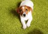 Step-by-Step Guide for Keeping Your Puppy Clean and Fresh