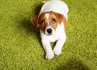 Step-by-Step Guide for Keeping Your Puppy Clean and Fresh