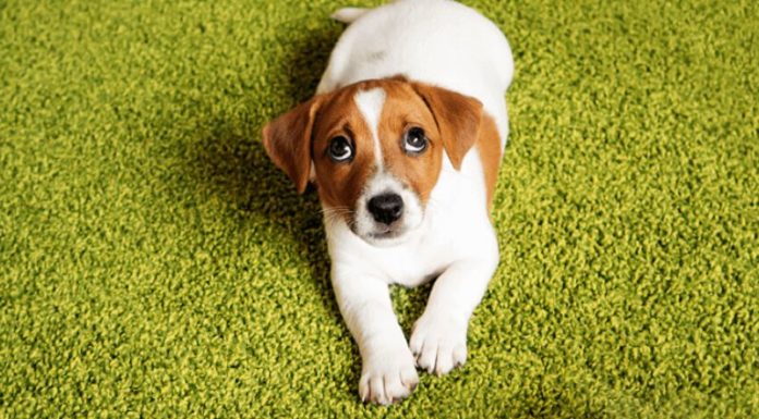 Step-by-Step Guide for Keeping Your Puppy Clean and Fresh