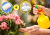 5 Ways to Use Baking Soda to Keep Your Garden Fresh