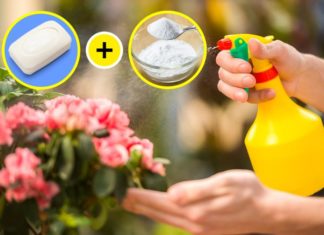 5 Ways to Use Baking Soda to Keep Your Garden Fresh