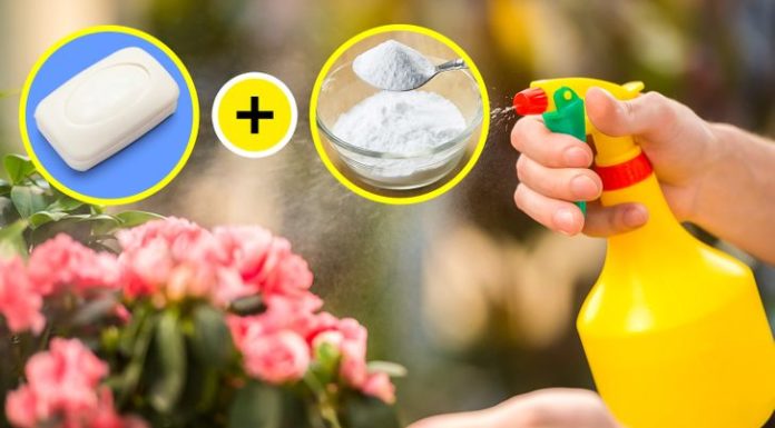 5 Ways to Use Baking Soda to Keep Your Garden Fresh