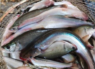 Discover the Low Cost of a Frightening Kind of Fish at 240,000 VND/kg – Very Few Remaining