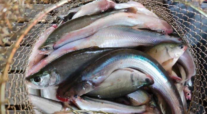 Discover the Low Cost of a Frightening Kind of Fish at 240,000 VND/kg – Very Few Remaining