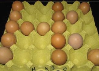 Don’t throw away the egg tray, putting it outside on the balcony is considered a precious treasure for the entire family.