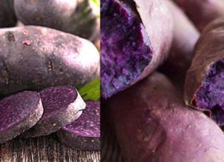 A Popular Vietnamese Root Praised by the Japanese for Longevity and Blood Sugar Control