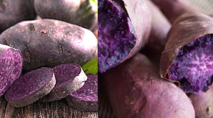 A Popular Vietnamese Root Praised by the Japanese for Longevity and Blood Sugar Control