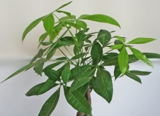 Trimming and Pruning 4 Types of Trees Before Tet Holiday: The More You Cut, the Faster They Grow