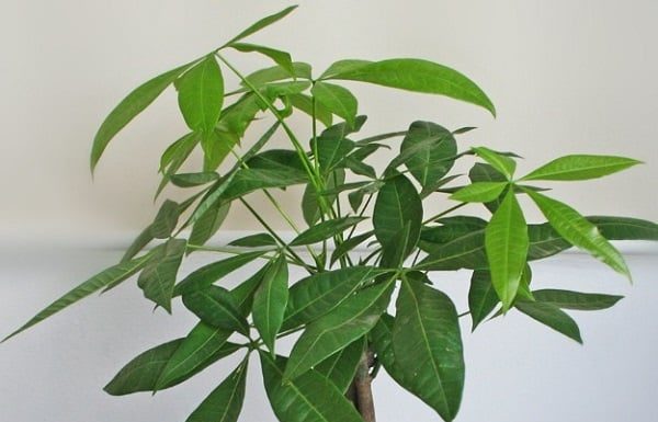 Trimming and Pruning 4 Types of Trees Before Tet Holiday: The More You Cut, the Faster They Grow