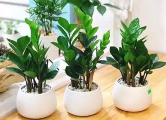 5 Lucky Feng Shui Trees for the Year of the Wood Tiger 2024, Boosting Prosperity and Success