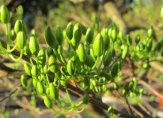 Tips to Prolong the Life of Your Flowers During and After Tet Festivities