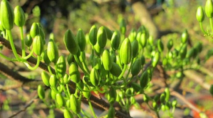 Tips to Prolong the Life of Your Flowers During and After Tet Festivities