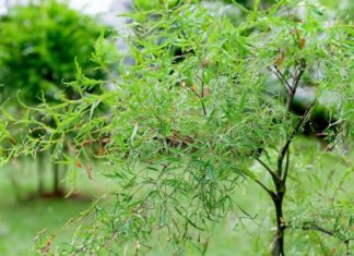 2 Delicious and Effective Dishes with Dinh Lang Leaves to Treat Insomnia on a Budget