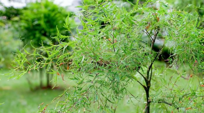 2 Delicious and Effective Dishes with Dinh Lang Leaves to Treat Insomnia on a Budget