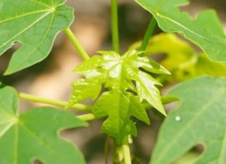 How to Utilize Papaya Leaves for Treating Hair Loss