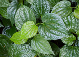How to make perfect grilled pork using betel leaves: a simple and effective technique for delicious and evenly cooked pork.