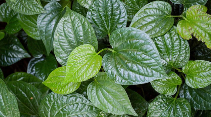 How to make perfect grilled pork using betel leaves: a simple and effective technique for delicious and evenly cooked pork.