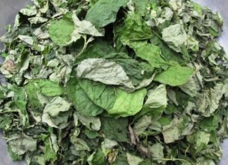 Use only 1 Betel Leaf to Cure Joint Pain Effectively