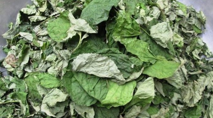 Use only 1 Betel Leaf to Cure Joint Pain Effectively