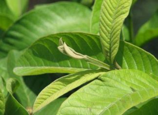 The amazing benefits of guava leaves for beauty and skincare
