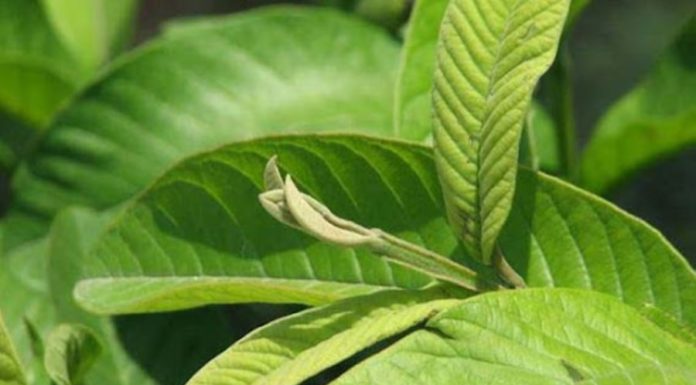 The amazing benefits of guava leaves for beauty and skincare