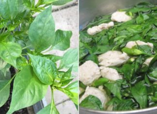 The Benefits of Chili Leaves for Your Health