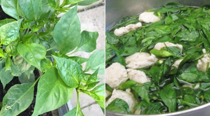 The Benefits of Chili Leaves for Your Health