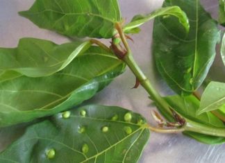 Why are there so many bumps on the surface of a durian leaf? Can you eat it?