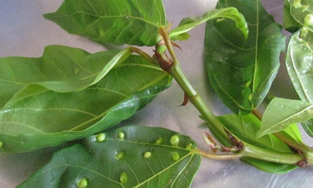 Why are there so many bumps on the surface of a durian leaf? Can you eat it?