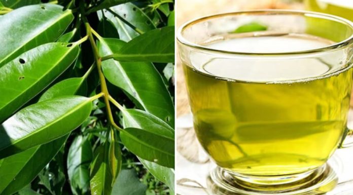 Benefits of Betel Leaf for Health