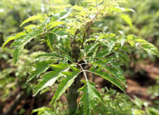 Whiten and Brighten Your Skin, Prevent Aging with Gotu Kola Leaf