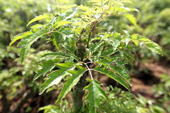 Whiten and Brighten Your Skin, Prevent Aging with Gotu Kola Leaf