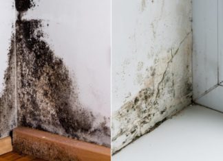 A more effective cleaning solution for removing mold from walls and ceilings