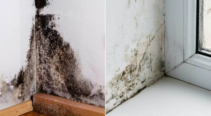 A more effective cleaning solution for removing mold from walls and ceilings