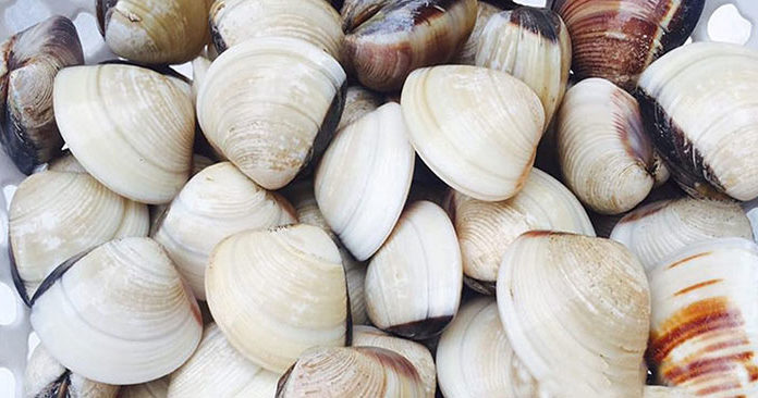 Choosing and Cleaning Clams Quickly for Fresh Meat