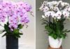 Don’t rush to throw away Orchids after Tet, follow this method and the flowers will bloom all year round