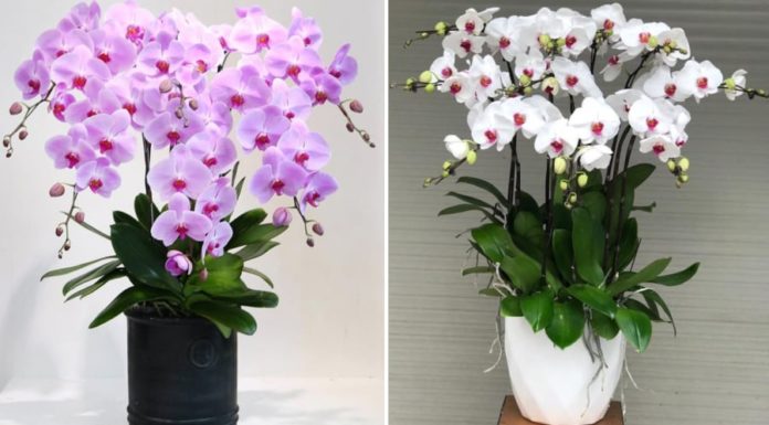 Don’t rush to throw away Orchids after Tet, follow this method and the flowers will bloom all year round