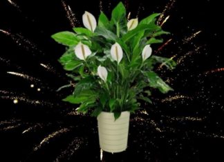 Blooming Flowers that Thrive in Limited Sunlight Perfect for Small Townhouses, Enhancing Prosperity