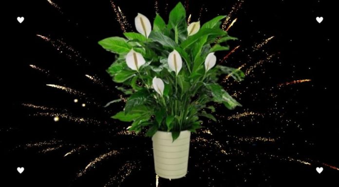 Blooming Flowers that Thrive in Limited Sunlight Perfect for Small Townhouses, Enhancing Prosperity