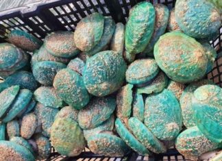 Searching for Flavor: The Alluring Emerald Green Abalone Species