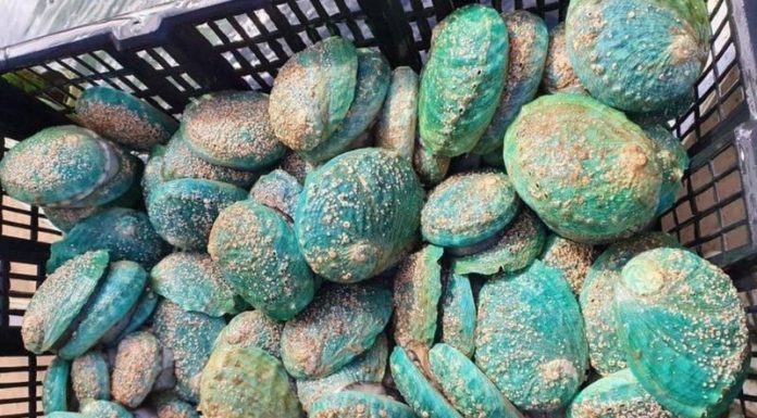 Searching for Flavor: The Alluring Emerald Green Abalone Species